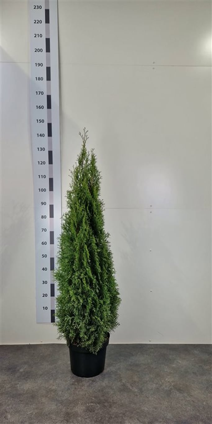 Thuja occ. 'Smaragd' - C10 120-140 CM